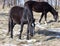 A horse in a pasture in winter