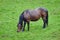 Horse in pasturing and eating grass in the rain