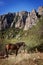 Horse pasturing on mountain background. Crimea, Dimerji