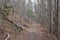 Horse Pen Trail in Carvin`s Cove Natural Reserve by Roanoke, VA