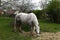 Horse of Percheron race in Belleme village