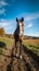 Horse photo, brown horse standing on the road, Generative AI