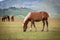 Horse at Piano Grande, Castelluccio di Norcia, Italy