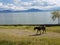 A horse at Pier of Ajijic