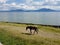 A horse at Pier of Ajijic