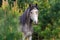 Horse in pine-tree