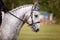 Horse With Plaited Mane In Show Ring