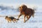 Horse play with dog in snow