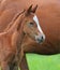 Horse, Playful kid of Horse, Foal on a lawn