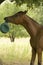 Horse playing with ball