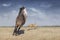 Horse playing with dog in field