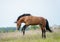 Horse playing on freedom