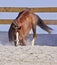 Horse playing on the sand near the fence in the paddock