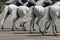 Horse police officers astride horses of white color march on the city street. Rear view