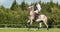 Horse polo player strikes the ball with a hammer. A bright polo pony runs. Summer season, green cut lawn field. The forest is in