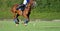 Horse polo player use a mallet hit ball