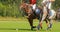Horse polo players strikes the ball with a hammer. Two polo pony runs. Summer season, green cut lawn field. The forest is in the