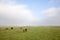 Horse and ponies in dutch polder