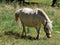 Horse pony eats grass on the lawn in a recreation park
