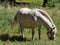 Horse pony eats grass on the lawn in a recreation park