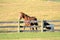 Horse and pony enjoy a romp around the mountain pasture enclosure