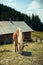 Horse or pony grazing in a farmyard