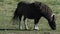 Horse/Pony grazing in a field.