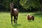 Horse and pony in meadow