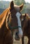 Horse portrait background