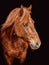 Horse portrait on black background, brown Lusitano