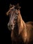 Horse portrait on black background, brown Lusitano