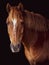 Horse portrait on black background, brown and white Lusitano