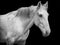 Horse portrait on black background, white Lusitano