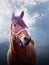 Horse portrait on blue sky