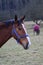 Horse Portrait, brown horse looking