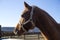 Horse portrait close up in the corral