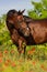 Horse portrait in flowers