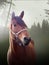 Horse portrait in green forest