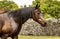 Horse portrait, Lusitano breed, Portuguese horses, cute and beautiful
