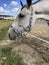 Horse portrait. Muzzle of a horse close-up against a blue sky with white clouds.