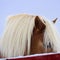 Horse portrait with white mane