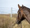 Horse in portraits from behind