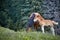 Horse with posterity in the pasture in the summer.