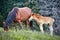 Horse with posterity in the pasture in the summer.