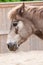 Horse potrait in outdoor enclosure