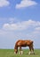 Horse and prairie