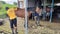 Horse preparation and care at Ksatria Stable in Surabaya, 03 March 2022