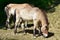 Horse Przewalski