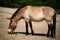 horse przewalskii in Prague ZOO