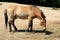 Horse PrzewalskiÃ­ in a zoo in Prague, Czech Republic